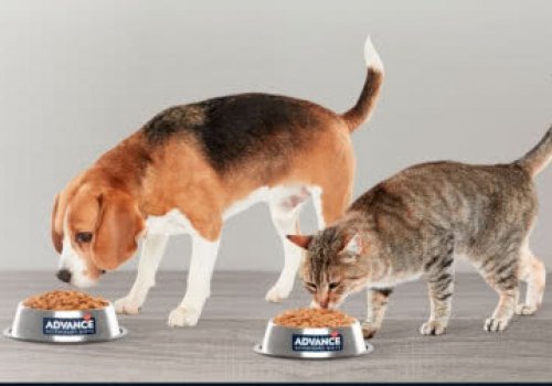 Prueba gratis productos Advance para tus mascotas